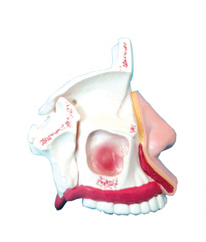 鼻腔解剖模型