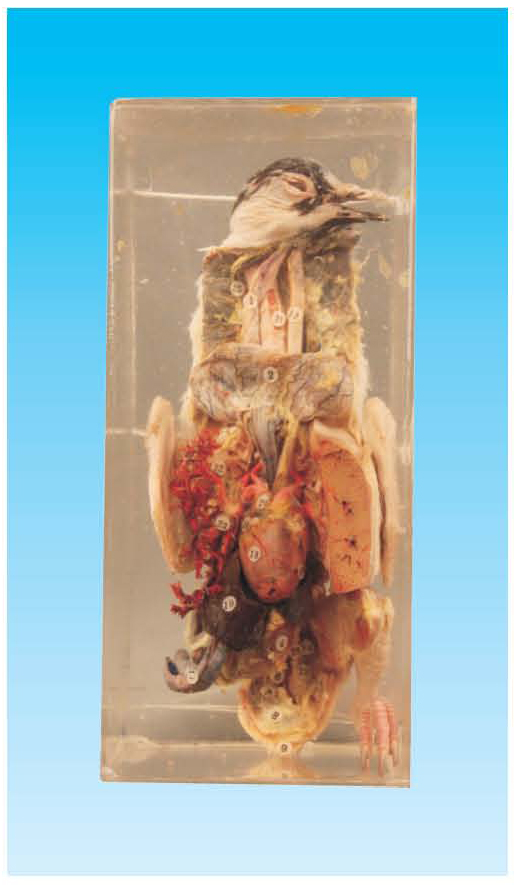 鸽解剖浸制标本