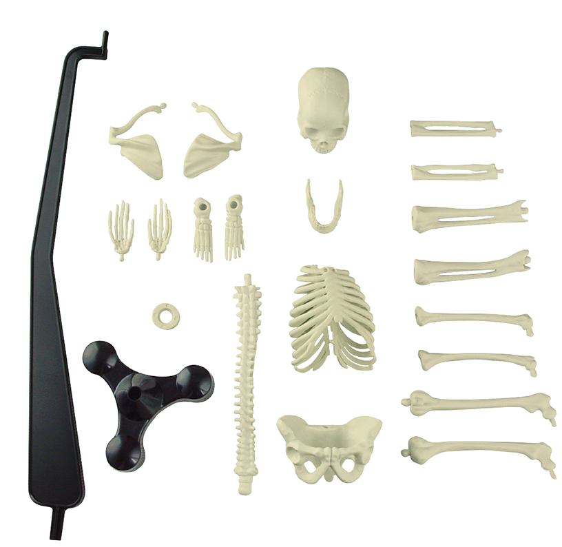 DIY人体骨骼模型