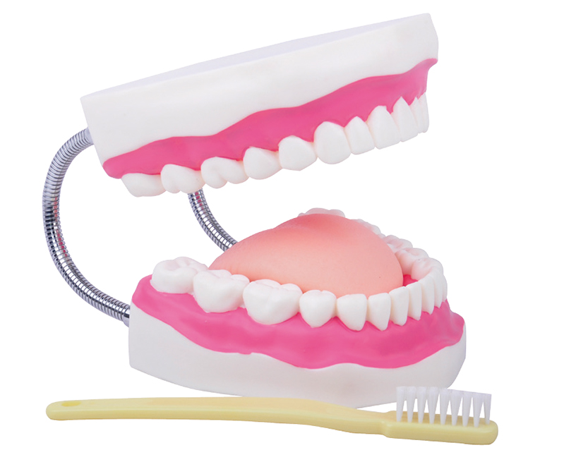口腔保健护理模型（32颗牙齿）