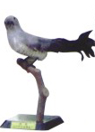 仿真杜鹃