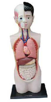 人体半身模型